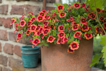 Calibrachoa in a flowerpot with a red brick wall and green leaves in the garden