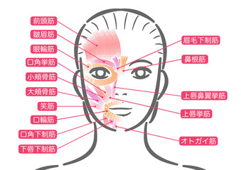 女性の表情筋