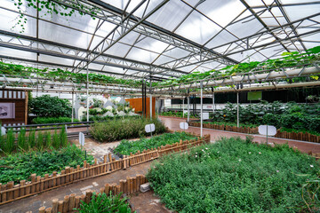 Fototapeta na wymiar Shouguang ecological vegetable greenhouse interior scene