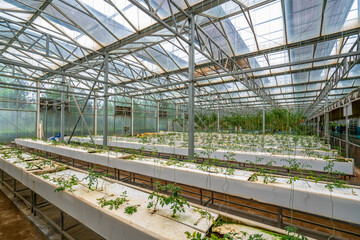 Shouguang ecological vegetable greenhouse interior scene