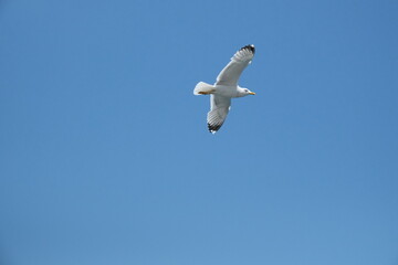 seagull in the sky