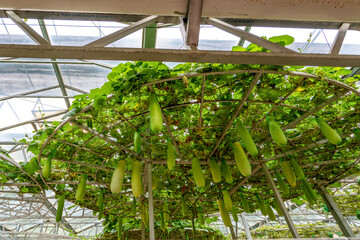 Shouguang ecological vegetable greenhouse interior scene