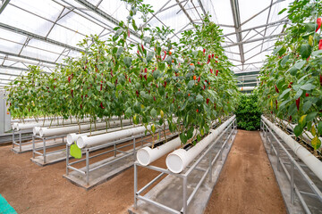 Shouguang ecological vegetable greenhouse interior scene