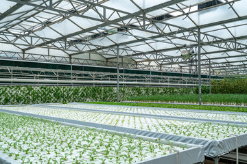 Shouguang ecological vegetable greenhouse interior scene