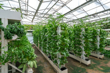Fototapeta na wymiar Shouguang ecological vegetable greenhouse interior scene