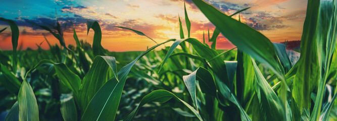 Obraz premium Field corn grows in the field. Selective focus.