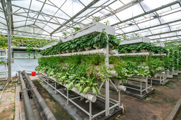 Shouguang ecological vegetable greenhouse interior scene