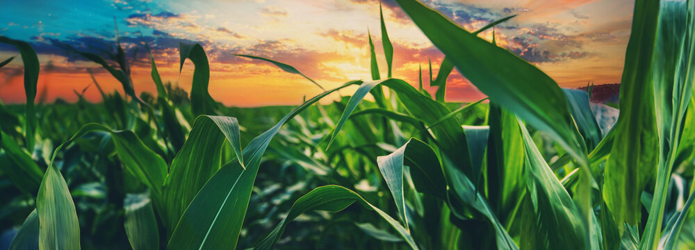 Field corn grows in the field. Selective focus.