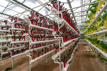 Shouguang ecological vegetable greenhouse interior scene