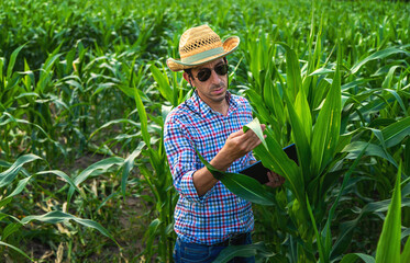 Man farmer checks corn field. Selective focus.