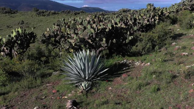 Toma a&eacute;rea de una nopalera que se encuentra en la cima de un cerro.