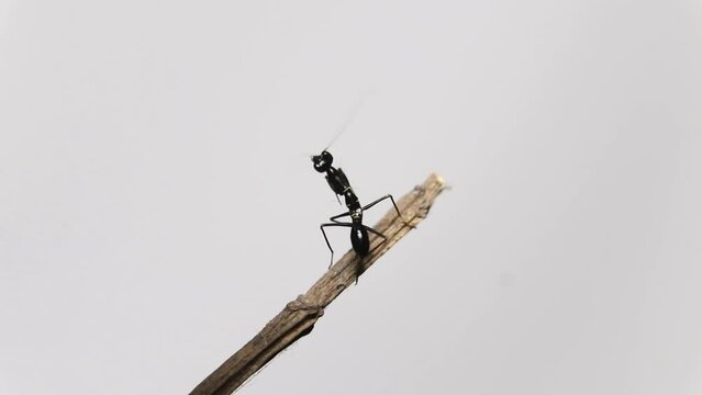 ant mimicking mantis dancing on the sticks
