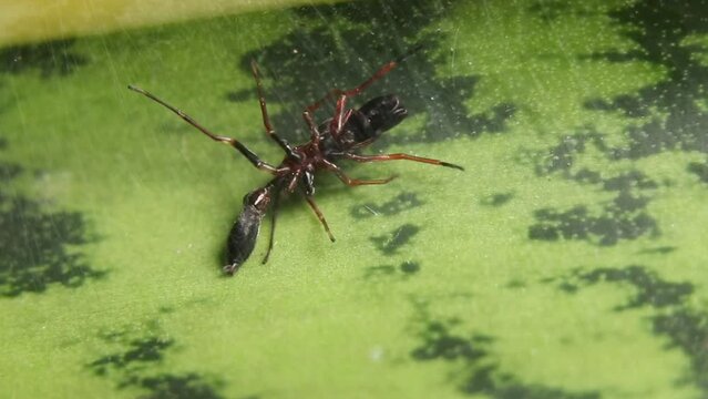 spider webbing in the garden