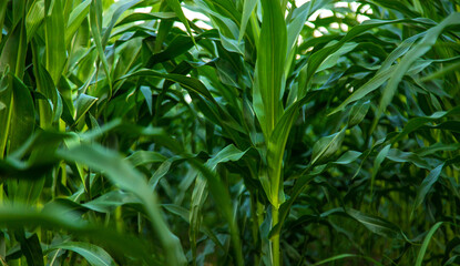 Field corn grows in the field. Selective focus.
