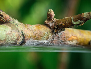 Closeup of a spider web attached to a stick from a tree