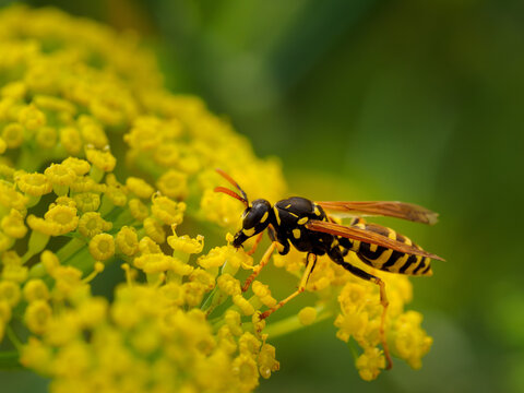 Vespula vulgaris