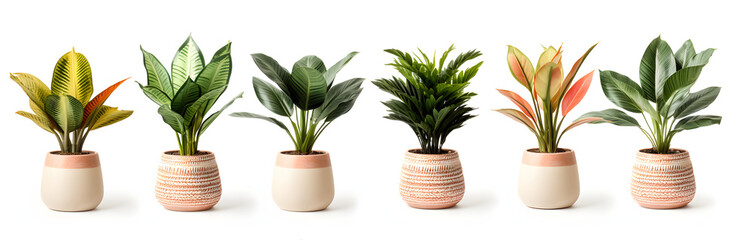 Set of House tropical plant pot isolated on white