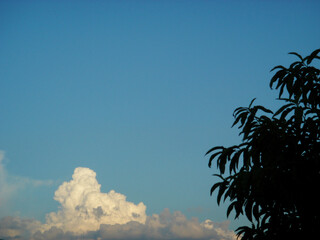 盛夏の青空と積乱雲と桃の木のシルエット