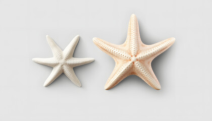 Fototapeta na wymiar starfish on white background