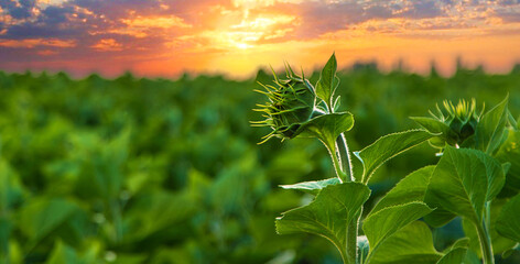 Field of sunflower buds. Selective focus.