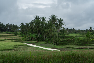 rice terraces and tropical jungle