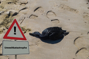 Umweltkatastrophe Toter Vogel Strand