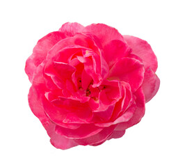 closeup of one pink rose fresh blossom beauty flower on an isolated white background with a clipping path or cutout