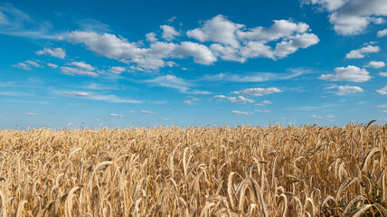 Germany, Hessen, Wetterau - 07. July 2023: Ripe wheat field, ready to harvest. Blue sky with clouds. Some trees and bushes in the background. Agriculture, nature, farmland, crop and cereal.