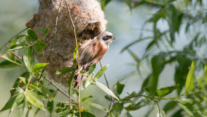 red backed shrike