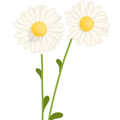 Daisy flowers