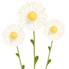 Daisy flowers