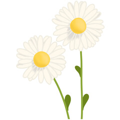 Daisy flowers