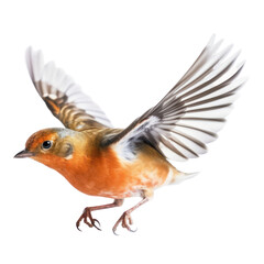 bird isolated on transparent background cutout
