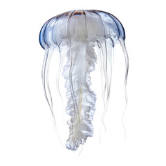 jellyfish isolated on transparent background cutout