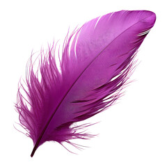 purple feather isolated on transparent background cutout