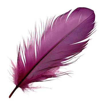 Fototapeta purple feather isolated on transparent background cutout