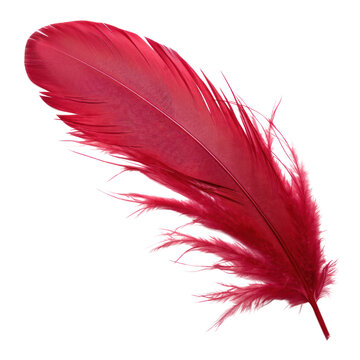 red feather isolated on transparent background cutout