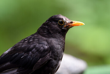Amsel