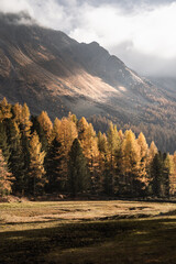 Scenic view of the large forest of larches and sharp mountain peaks of the Saoseo area, Switzerland, during a cloudy autumnal day