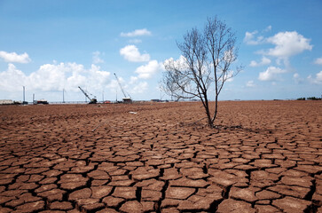 A dried, dead tree with cracked brown soil surrounding it, fragmented due to severe drought. This...