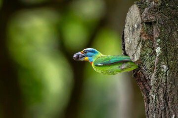 Barbet hanging out of the nest, color bird, Taiwan endemic bird