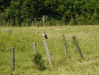 
Common buzzard on a paddock fence, (Buteo buteo) Accipitridae family. Hanover, Germany
