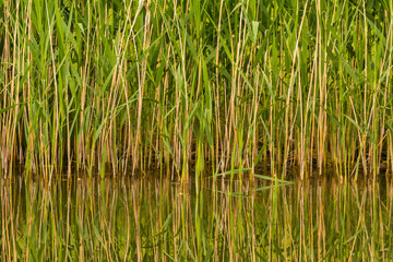 Obraz premium The common reed, is a species of flowering plant, Zawidowice, Poland.
