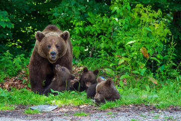 Fototapeta premium Bear with cub on the Transfagarasan in Romania