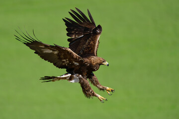Águila Real