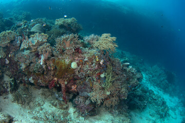 Abundant sea in Raja Ampat. Scuba diving in Indonesia. Bottom full of corals, anemones and fish