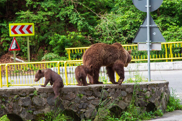 Bear family on the Transfagarasan, Romania