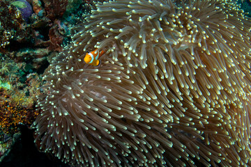 False clown anemonefish on the bottom. Ocellaris clownfish in symbiosis with the anemon. False percula clownfish during dive in Raja Ampat. Small orange fish with white strips livin in anemone.  - obrazy, fototapety, plakaty