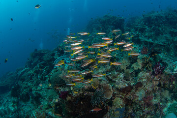 Lutjanus biguttatus during dive in Raja Ampat.  Shoal of two spot snappers on the sea bed in Indonesia. Marine life. Small fish with two orange strips. 