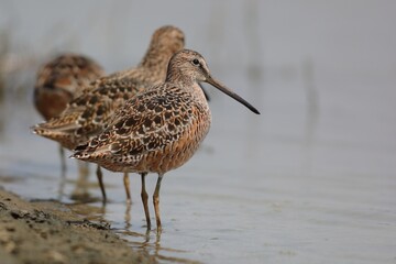 The long-billed dowitcher (Limnodromus scolopaceus) is a medium-sized shorebird with a relatively long bill belonging to the sandpiper family, Scolopacidae. This photo was taken in Japan.
